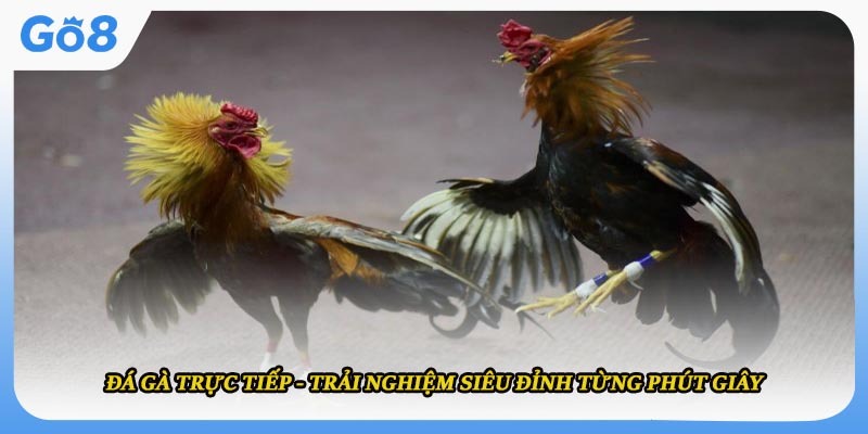 Đá Gà Trực Tiếp - Trải Nghiệm Siêu Đỉnh Từng Phút Giây